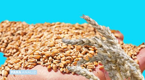 Fas'ta tahıl üretimi yüzde 61,8 oranında artış gösterdi
